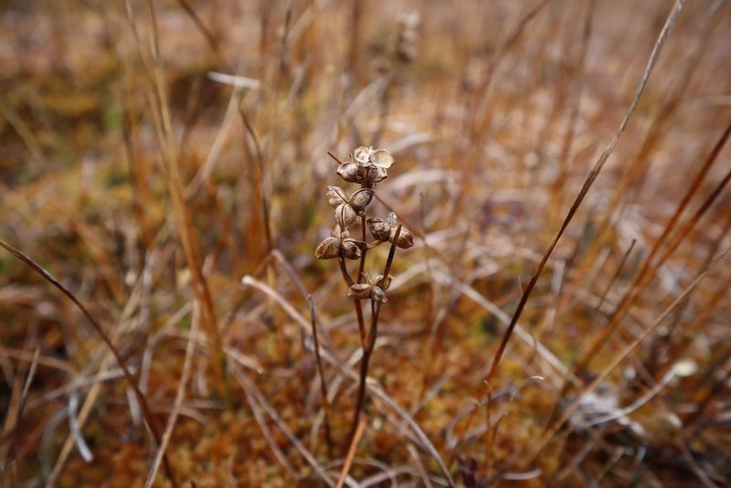 Scheuchzeria palustris, photographed by Станислав Чуванов