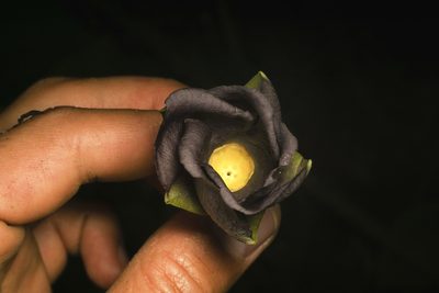 Mandevilla veraguasensis, photographed by Daniel Mesa