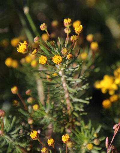 Euryops linifolius, photographed by Tony Rebelo