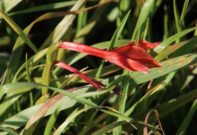 Gladiolus watsonius, photographed by Tony Rebelo