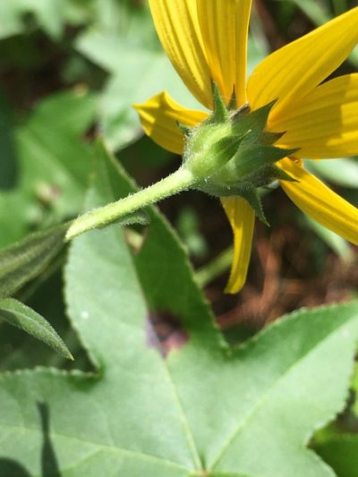 Helianthus schweinitzii, photographed by Becky Dill