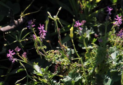 Cysticapnos cracca, photographed by Tony Rebelo