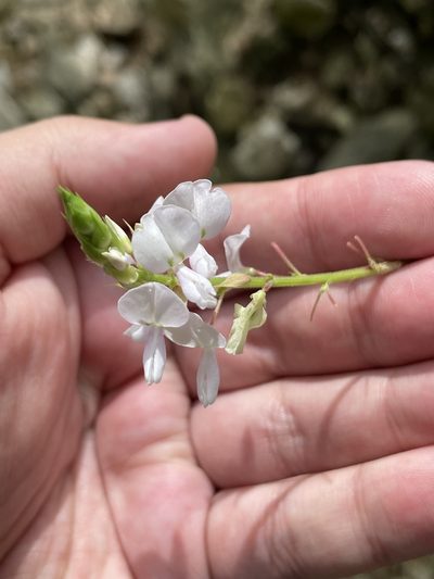 Desmodium lindheimeri, photographed by Evelyn Lazzaretti 🏳️‍⚧️