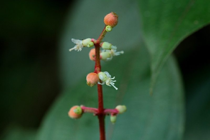 Miconia ceramicarpa, photographed by Guillaume Delaitre