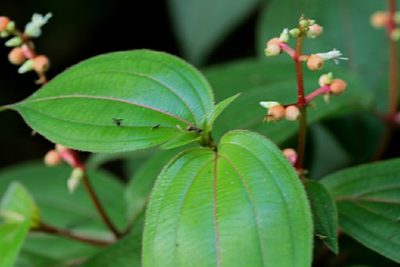 Miconia ceramicarpa, photographed by Guillaume Delaitre