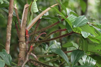 Philodendron squamiferum, photographed by Guillaume Delaitre