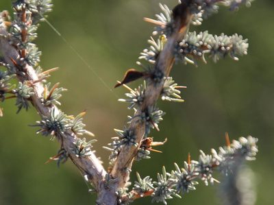 Aspalathus acanthophylla, photographed by Tony Rebelo