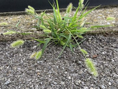 Setaria viridis, photographed by Caleb Catto