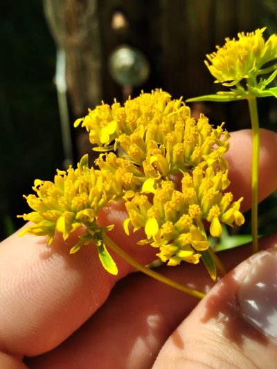 Flaveria floridana, photographed by Scott Ward