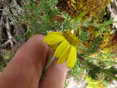 Senecio achilleifolius, photographed by Peter Warren