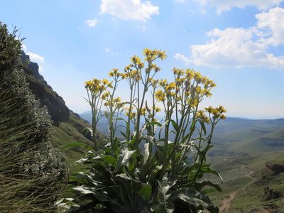 Senecio macrospermus, photographed by Peter Warren
