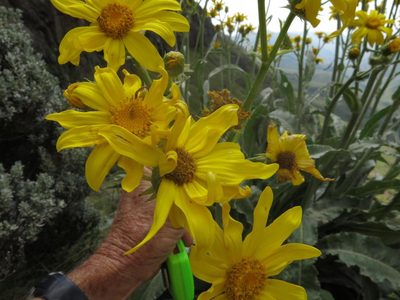 Senecio macrospermus, photographed by Peter Warren