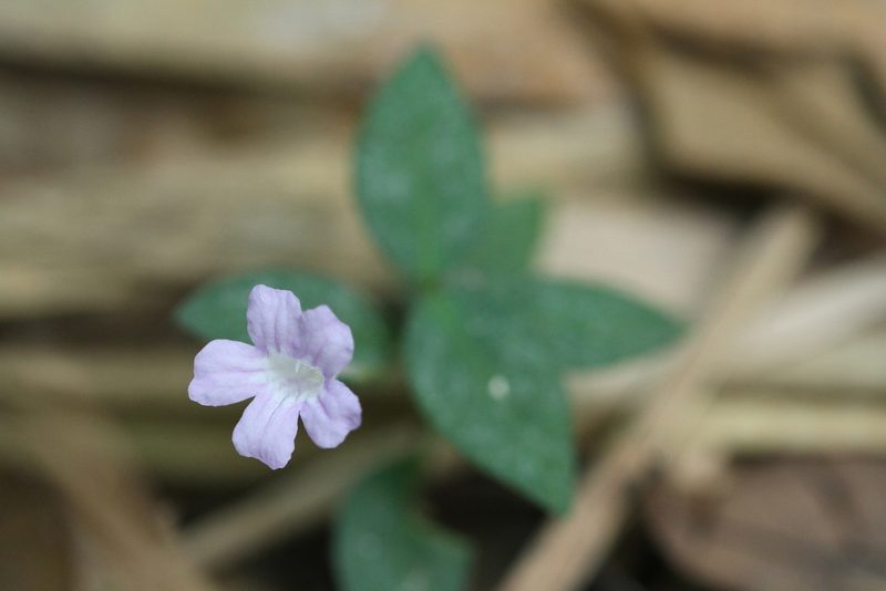 Ruellia rubra, photographed by Guillaume Delaitre