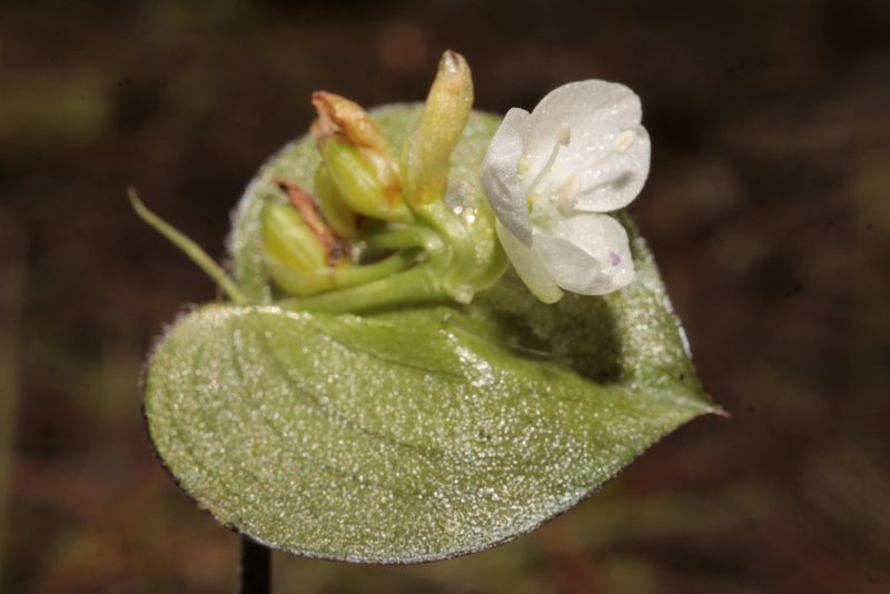 Commelina nivea, photographed by Arturo Castro Castro