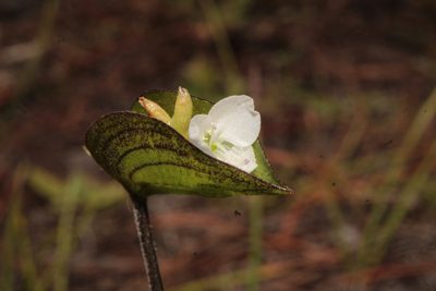 Commelina nivea, photographed by Arturo Castro Castro