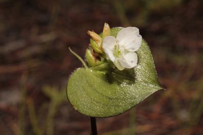 Commelina nivea, photographed by Arturo Castro Castro
