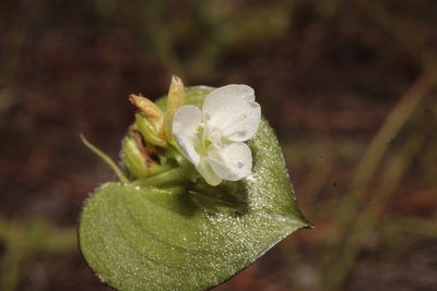 Commelina nivea, photographed by Arturo Castro Castro