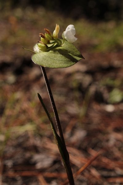 Commelina nivea, photographed by Arturo Castro Castro