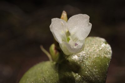 Commelina nivea, photographed by Arturo Castro Castro
