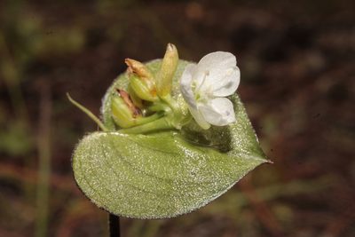 Commelina nivea, photographed by Arturo Castro Castro