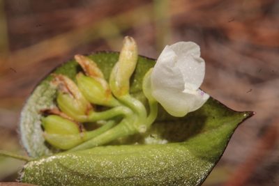 Commelina nivea, photographed by Arturo Castro Castro