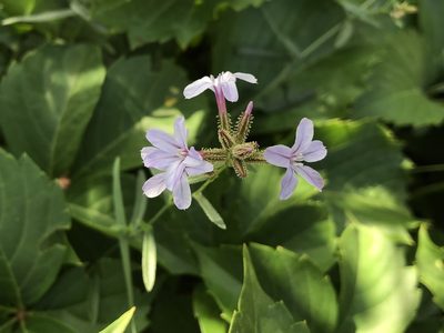 Plumbago europaea, photographed by Pavel Kacl