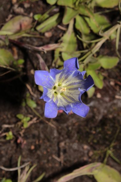 Gentiana bicuspidata, photographed by Arturo Castro Castro