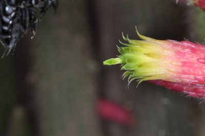 Cleistocactus smaragdiflorus, photographed by aacocucci