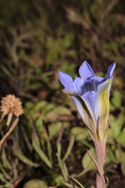 Gentiana bicuspidata, photographed by Arturo Castro Castro