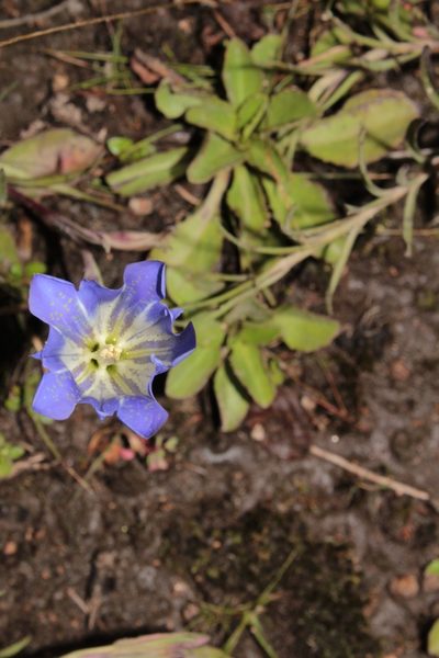 Gentiana bicuspidata, photographed by Arturo Castro Castro