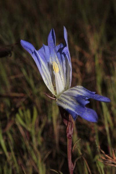 Gentiana bicuspidata, photographed by Arturo Castro Castro
