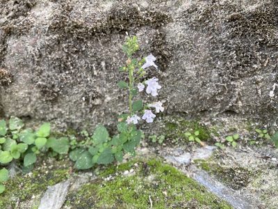 Clinopodium nepeta, photographed by Caleb Catto