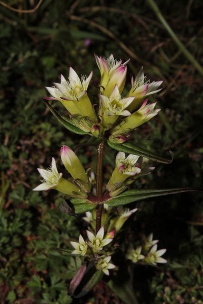 Gentianella canosoi, photographed by Arturo Castro Castro