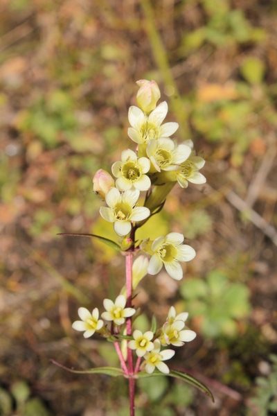 Gentianella canosoi, photographed by Arturo Castro Castro