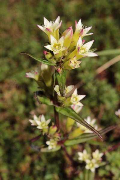 Gentianella canosoi, photographed by Arturo Castro Castro