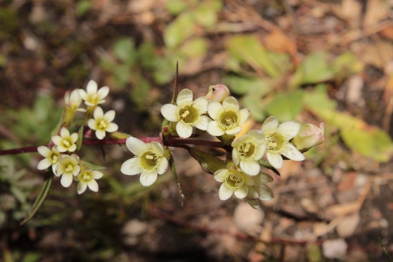 Gentianella canosoi, photographed by Arturo Castro Castro