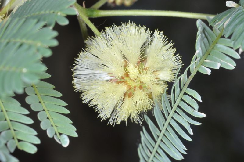 Parasenegalia visco, photographed by aacocucci
