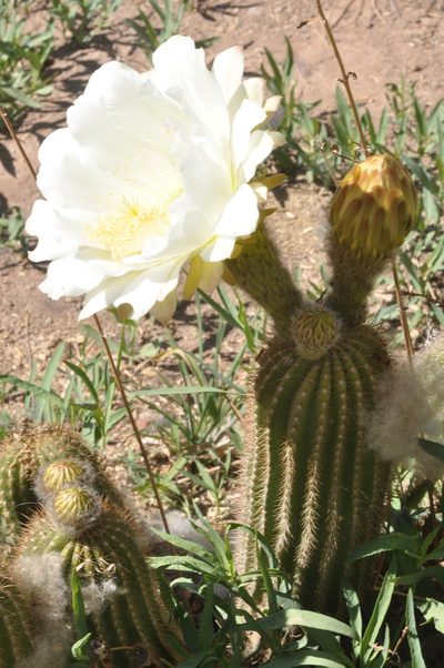 Soehrensia schickendantzii, photographed by aacocucci