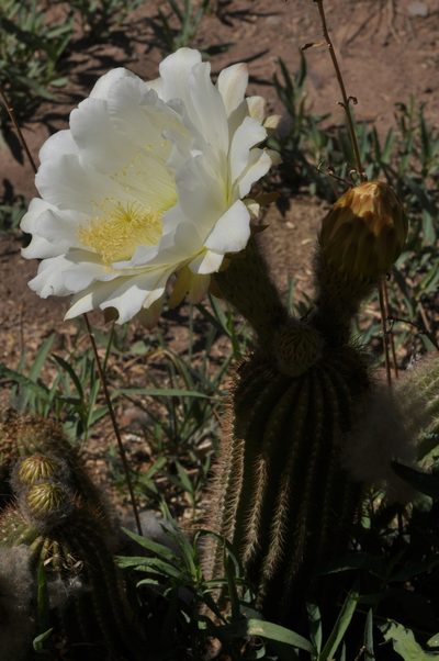 Soehrensia schickendantzii, photographed by aacocucci