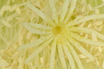 Soehrensia schickendantzii, photographed by aacocucci