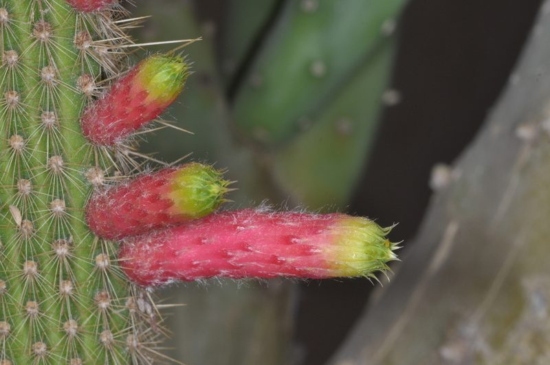 Cleistocactus smaragdiflorus, photographed by aacocucci