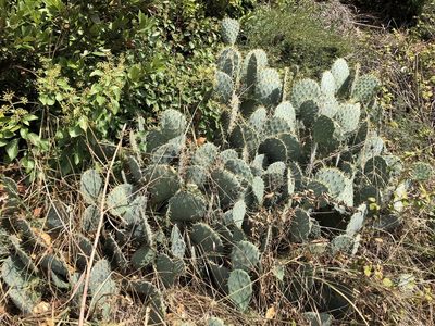 Opuntia orbiculata, photographed by Pavel Kacl
