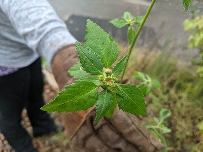 Euphorbia dentata