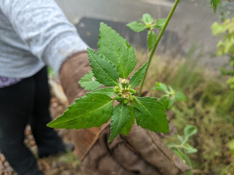 Euphorbia dentata, photographed by ozarkallison