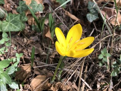 Sternbergia lutea, photographed by Pavel Kacl