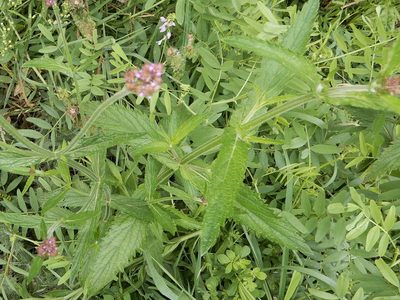 Verbena incompta, photographed by Grey Smith