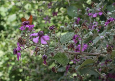Rubus creticus, photographed by Oleg Kosterin