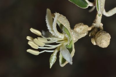 Morisonia atamisquea, photographed by aacocucci