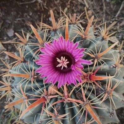 Ferocactus latispinus, photographed by Juan Carlos Fonseca Mata
