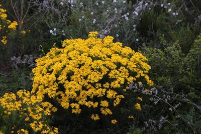 Euryops linifolius, photographed by Tony Rebelo